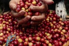 Giá nông sản hôm nay 4/8: Giá tiêu giảm giật mình, cà phê tăng mạnh
