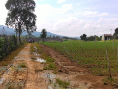 Cho thuê đất nông nghiệp Đắk Lắk thu hút dân từ nhiều nơi