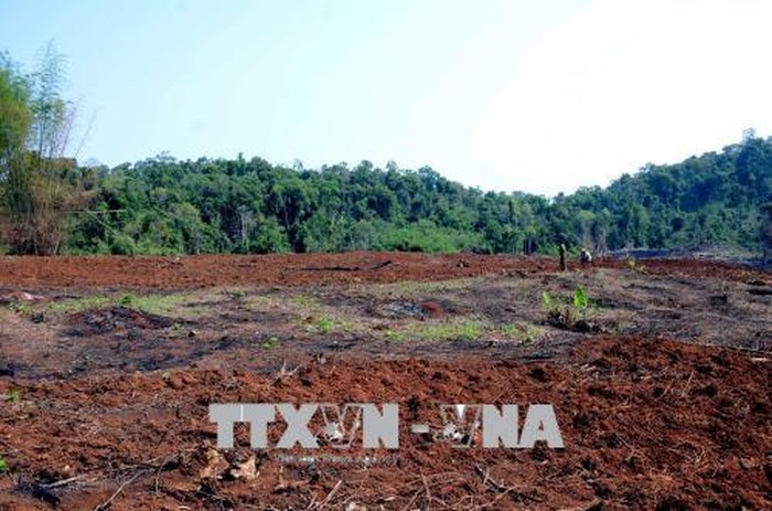 Mua, bán đất rừng trái phép ở Đắk Lắk diễn biến phức tạp